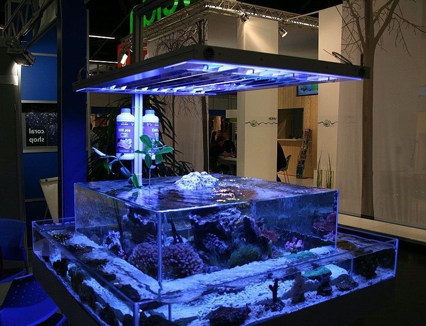 unique fish tanks