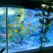 fish-tank